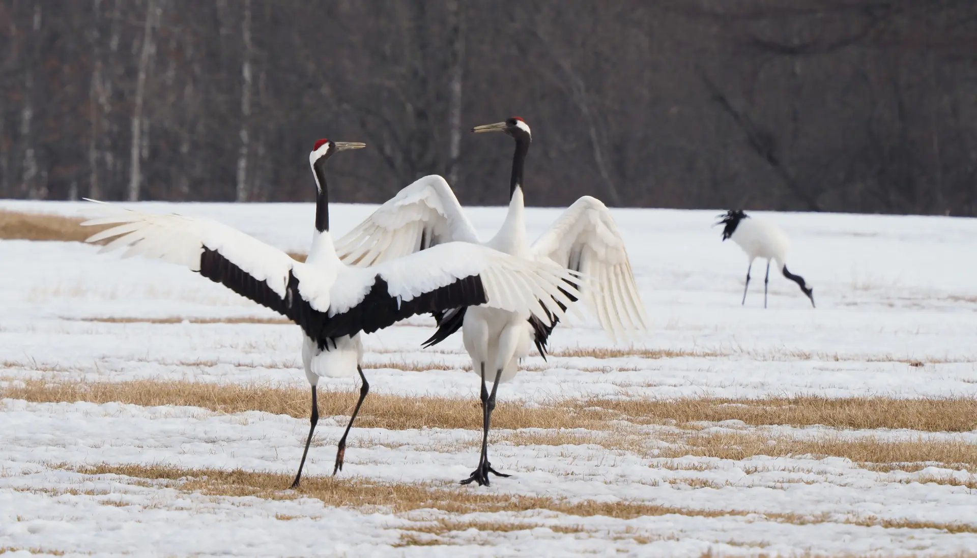 🦢 백조의 마을 (하쿠초노 사토) 이미지 4